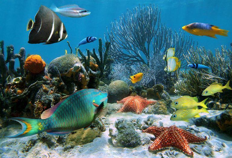 Interesting and Educative Aquatic Animals Information & Facts for Kids