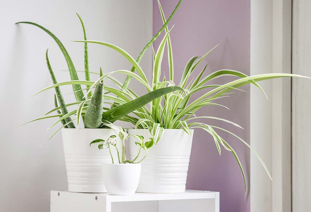 Plants for Indoor Pollution