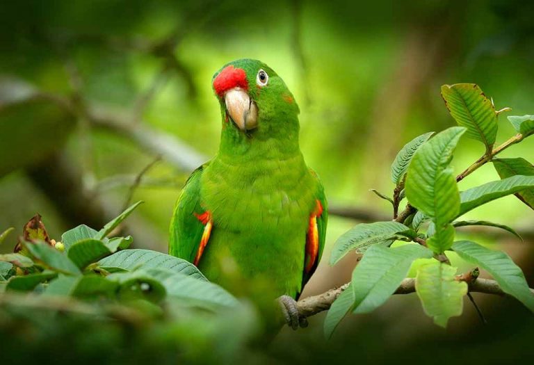 Interesting Parrot Facts for Kids