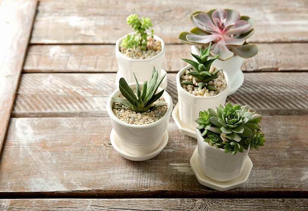 Decorative plants for gifting