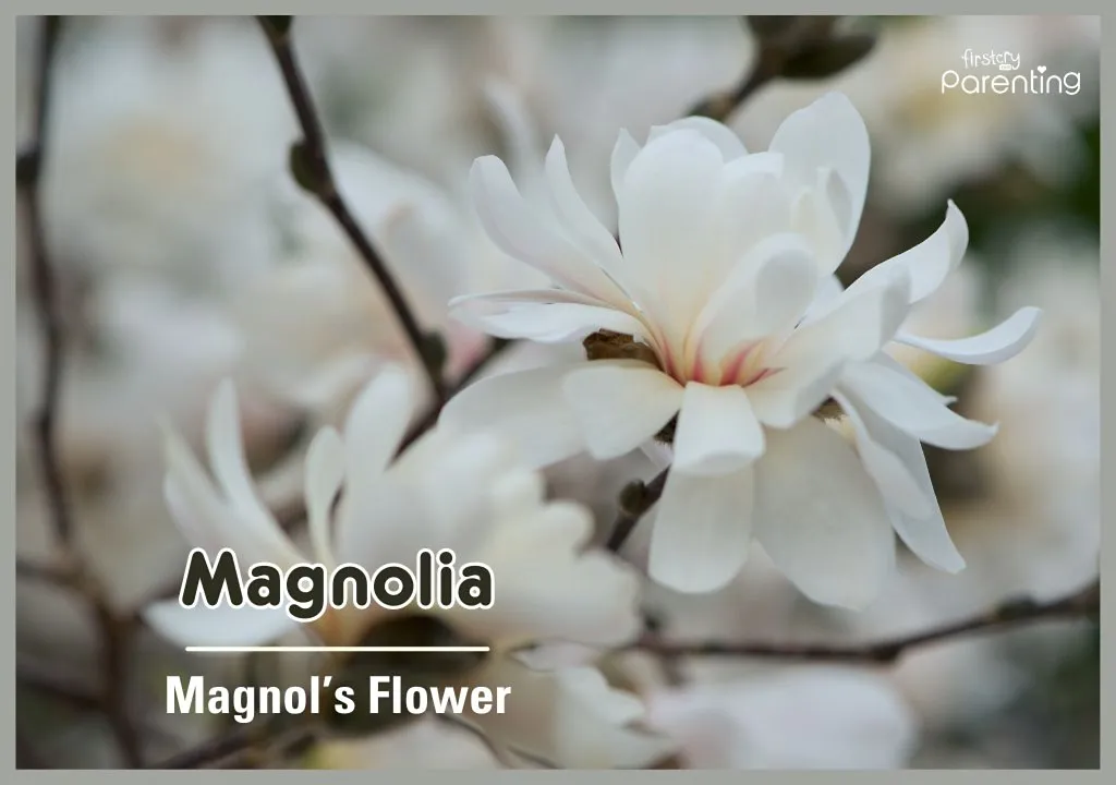 Magnolia - Long Names for Girls & Their Meanings