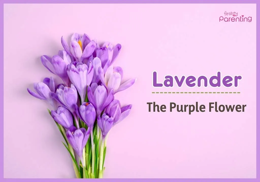 Lavender - Colour Names for Girls