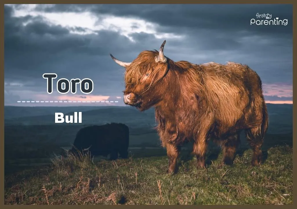 Toro - Mexican Boy Names
