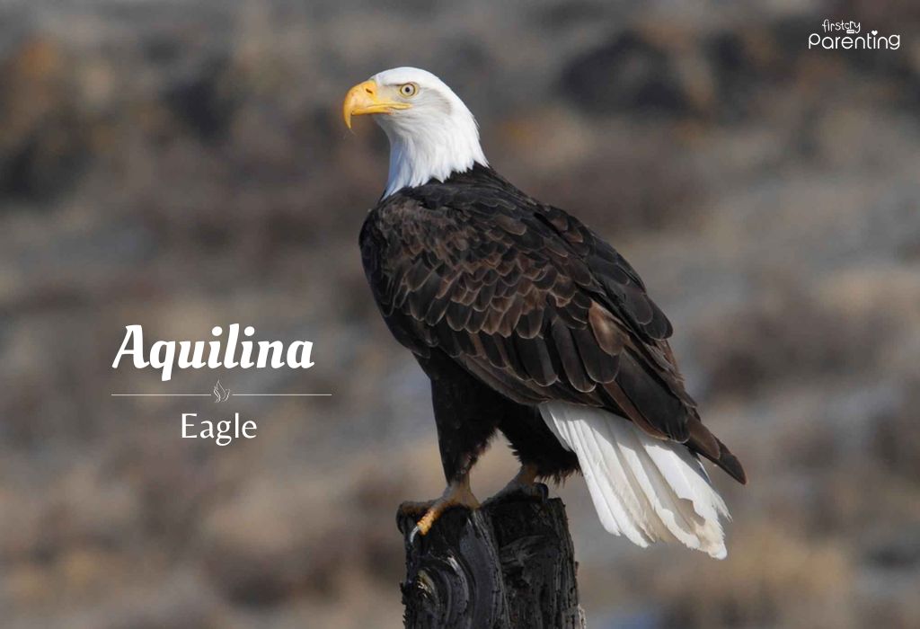 Aquilina - Bird Names for Girls & Their Meanings