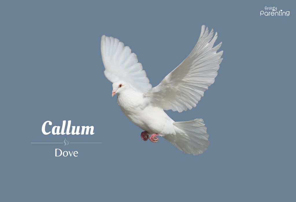 Callum - Bird Names for Girls & Their Meanings