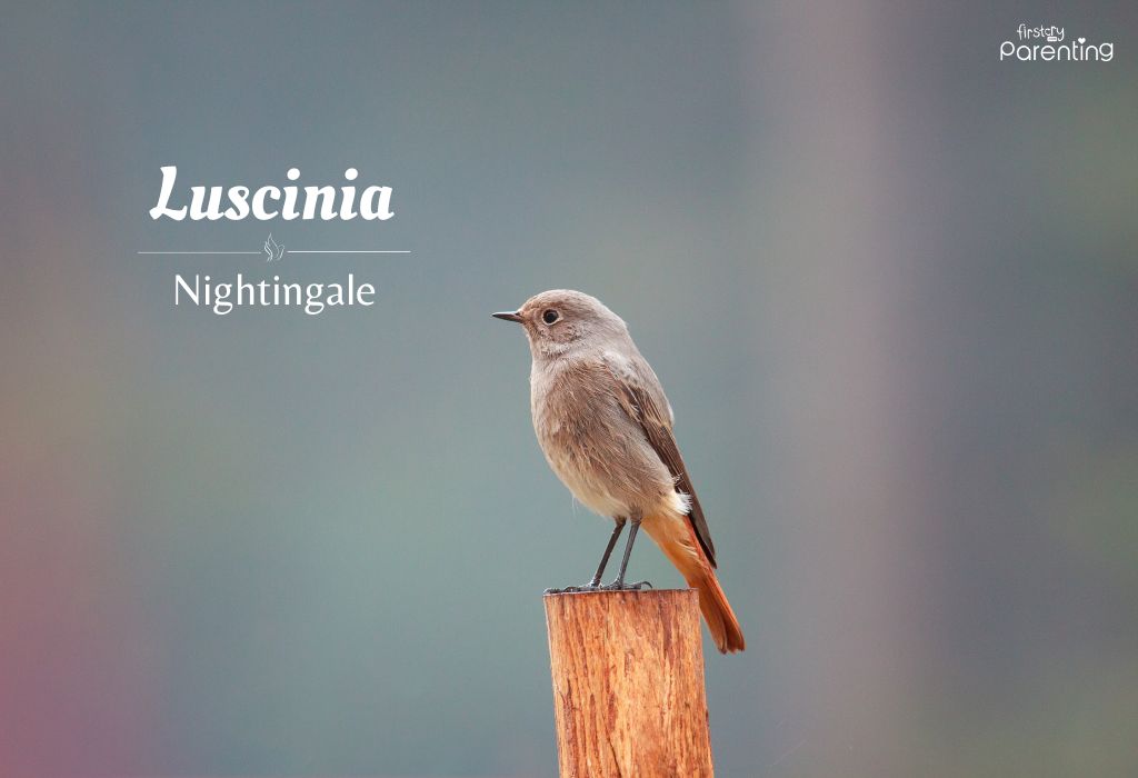 Luscinia - Bird Names for Girls & Their Meanings