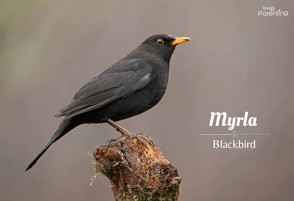 Myrla - Bird Names for Girls & Their Meanings