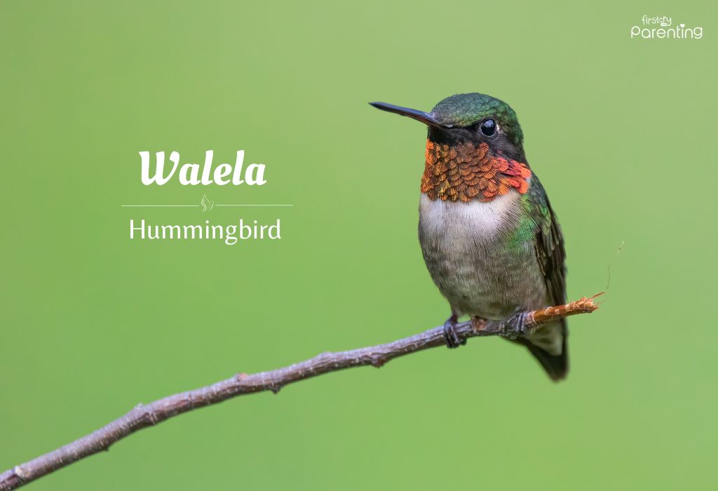 Walela - Bird Names for Girls & Their Meanings