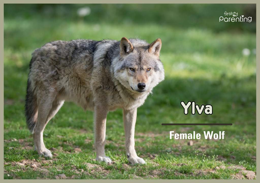 Ylva - Norwegian Girl Names With Meanings