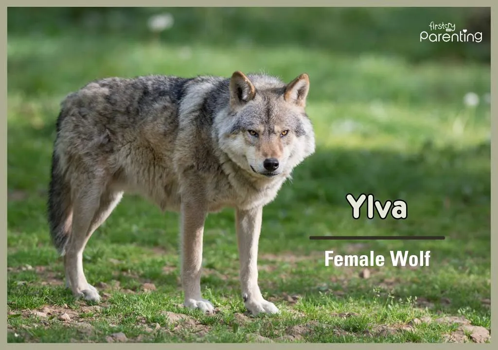Ylva - Norwegian Girl Names With Meanings