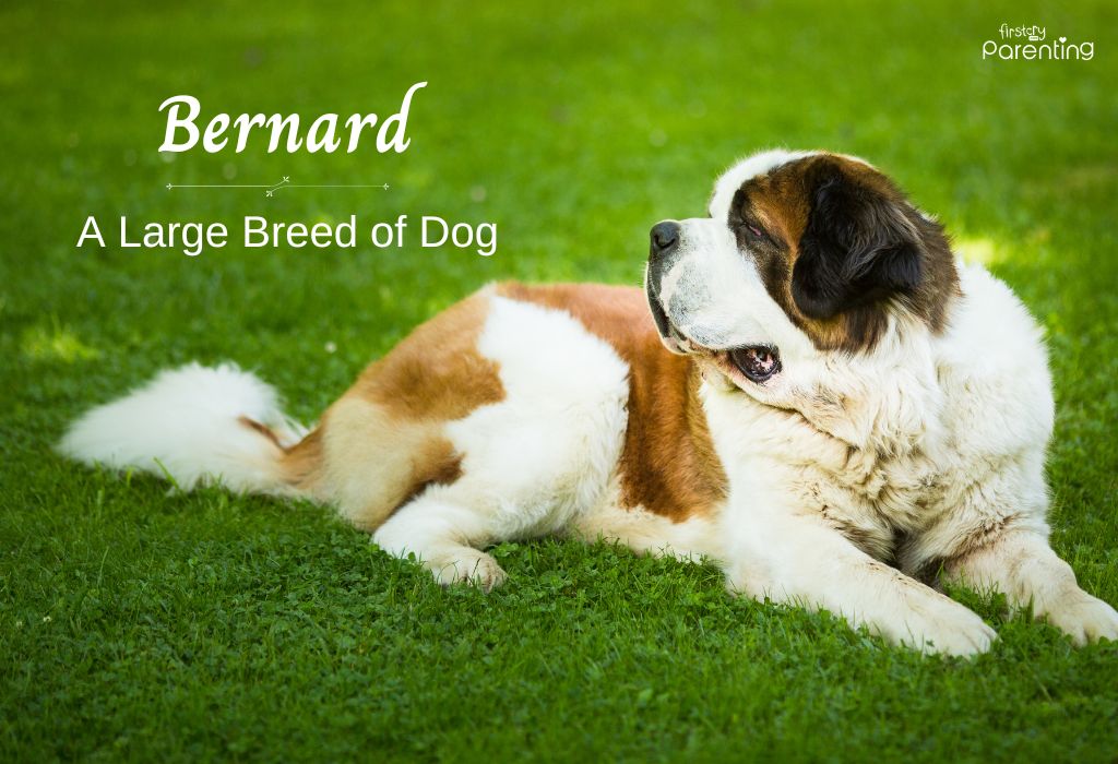 Bernard - Animal Themed Names for Boys and Girls