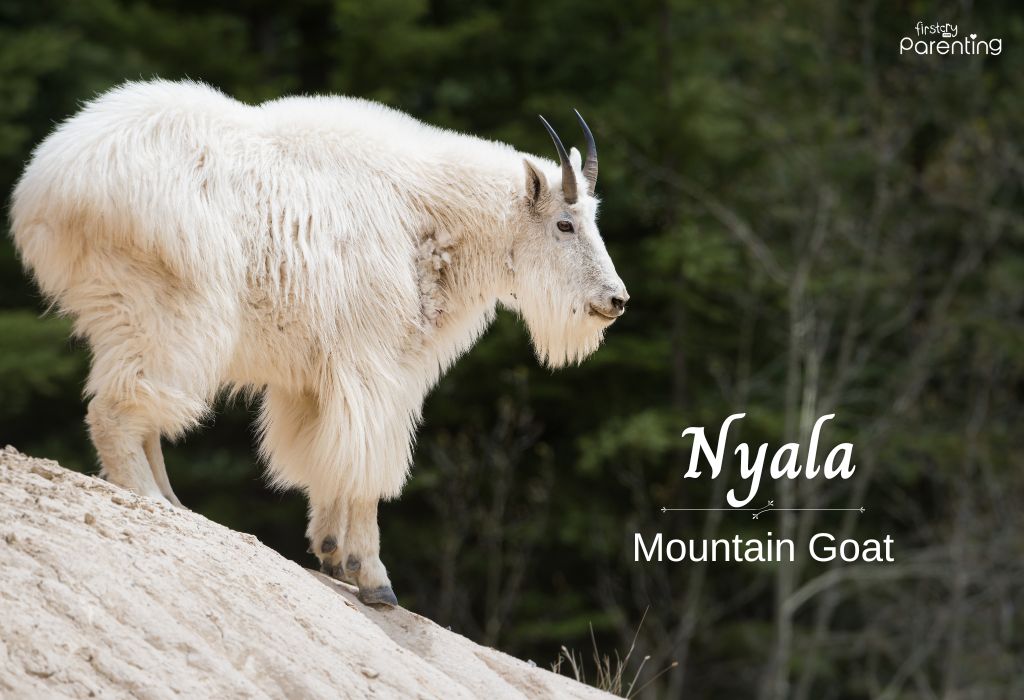 Nyala - Animal Themed Names for Boys and Girls