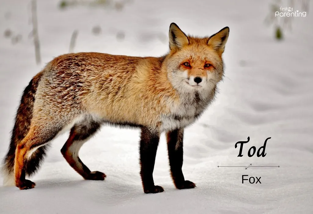 Tod - Animal Themed Names for Boys and Girls