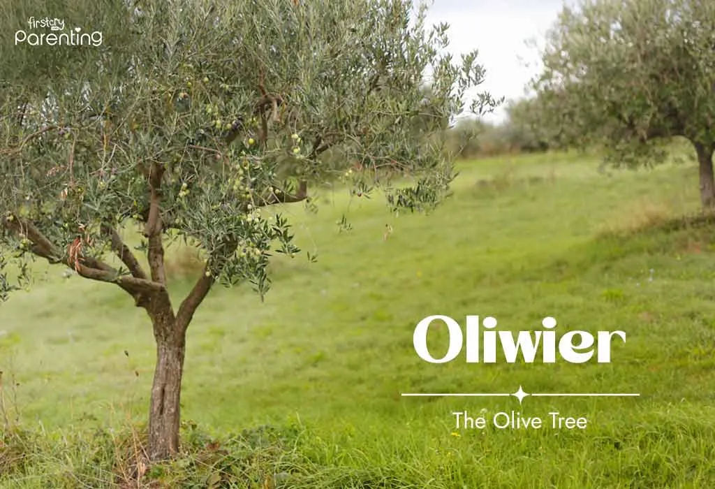 Oliwier - Polish Boy Names with Meanings