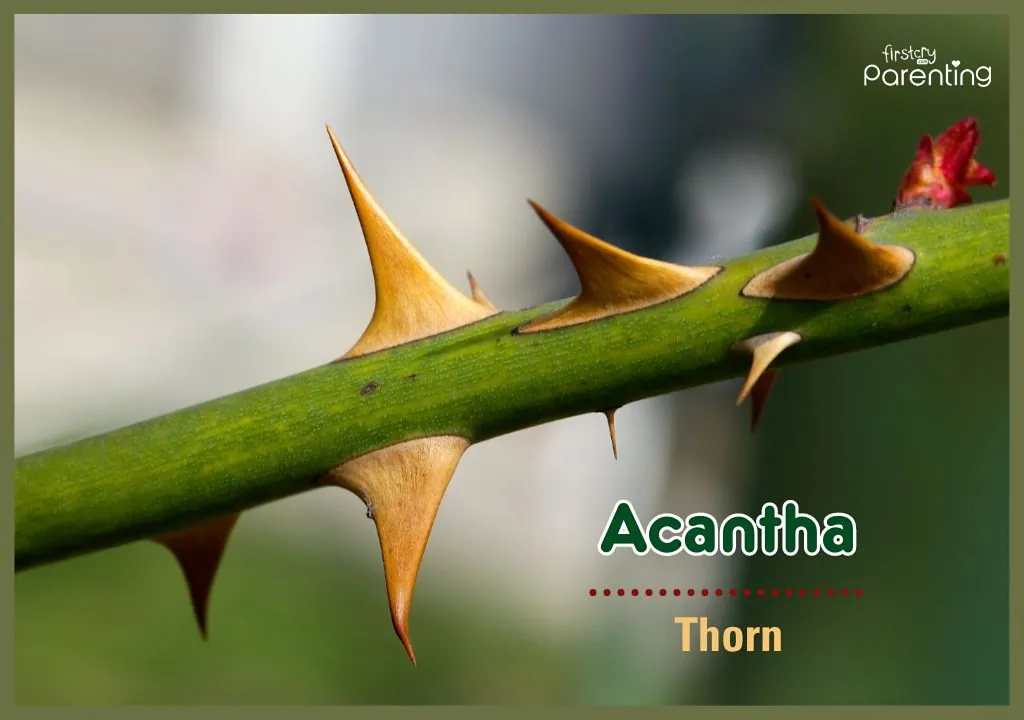Acantha - Elegant Girl Names With Meanings