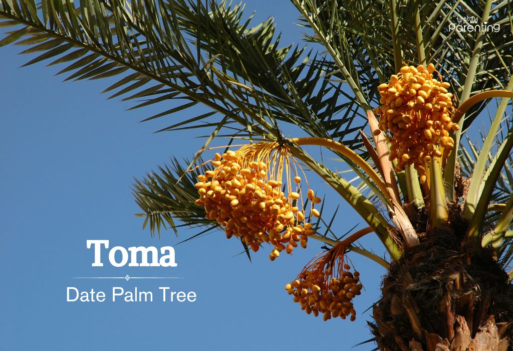 Toma - Russian Names for Girls & Their Meanings