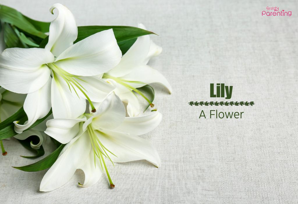 Lily - Victorian Baby Names for Girls and Boys