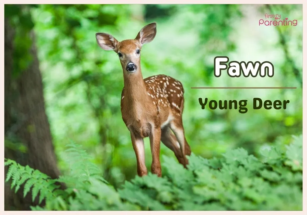 Fawn - Jamaican Names for Girls