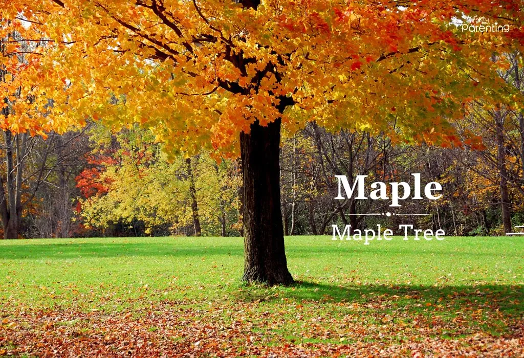 Maple - Filipino Girl Names & Their Meanings