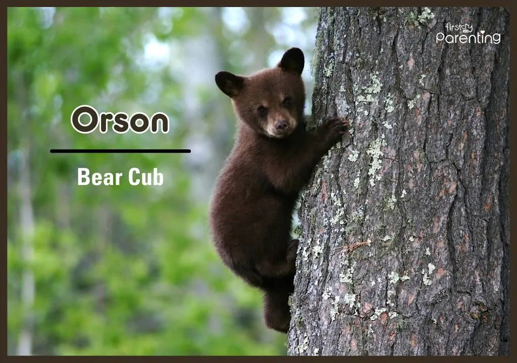 Orson - Elegant Names for Boy