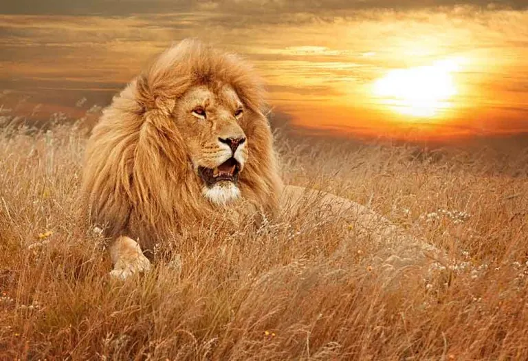 80 Lion Names for Boys and Girls & Their Meanings