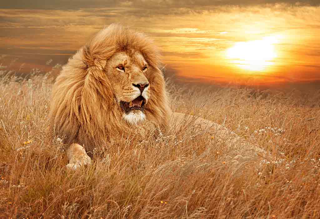 Top 50 Baby Boy Girl Names That Mean Lion