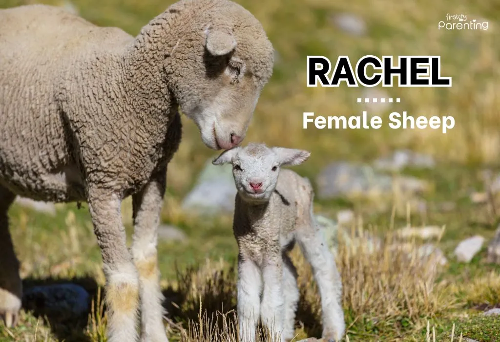 Rachel - Amish Girl Names