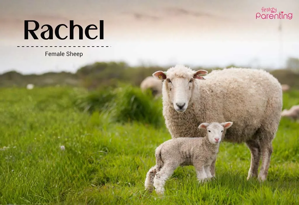 Rachel-Amish Girl Names