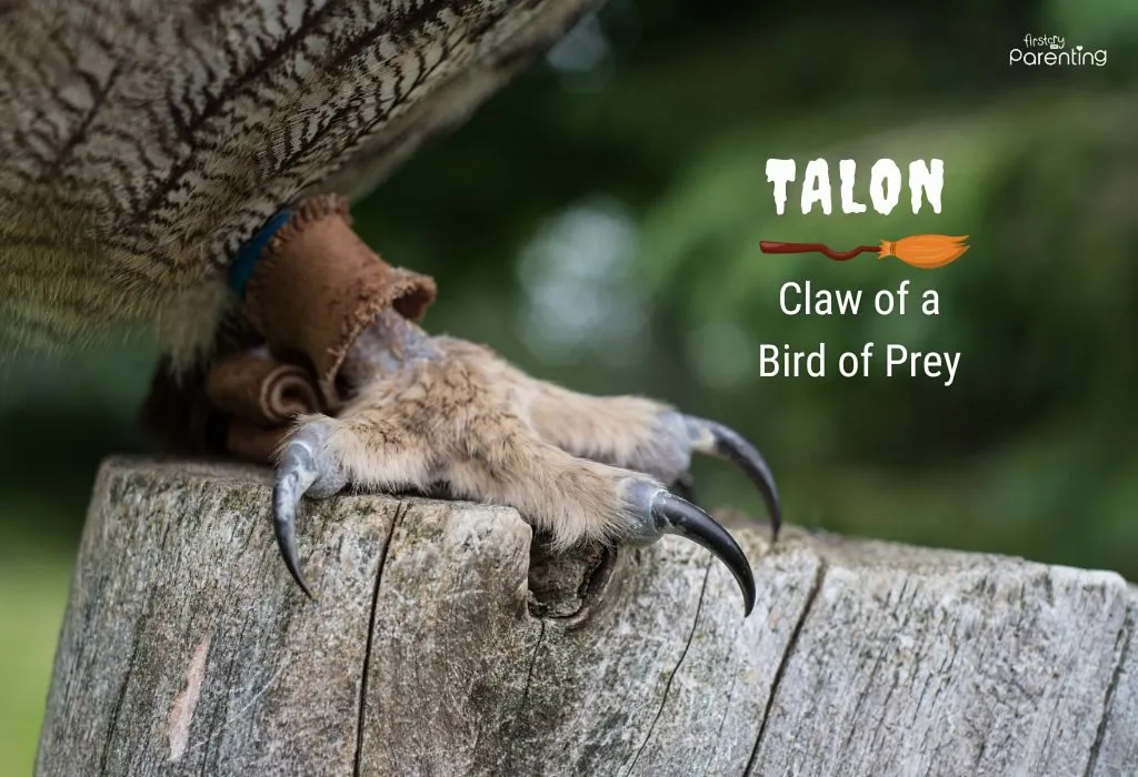 Talon - Witchy Boy Names Talon - Witchy Boy Names