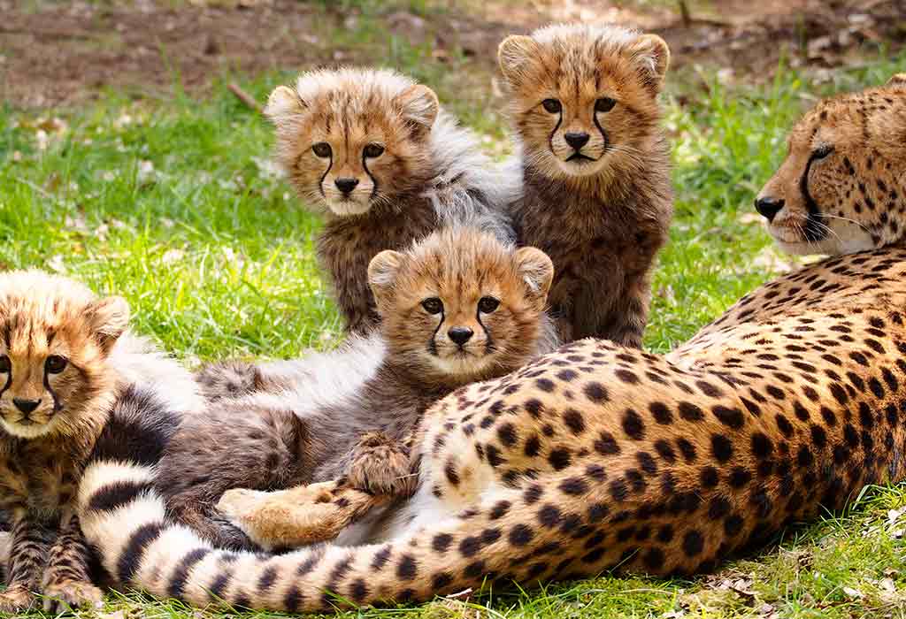 Interesting Facts About Cheetahs For Kids