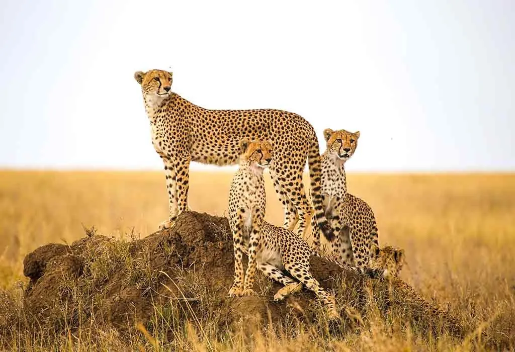 Interesting Information & Facts About Cheetah for Kids
