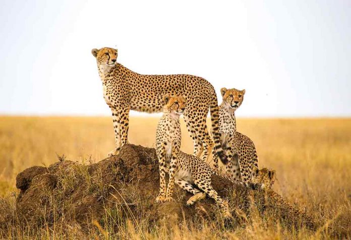 Fun Cheetah Facts For Kids