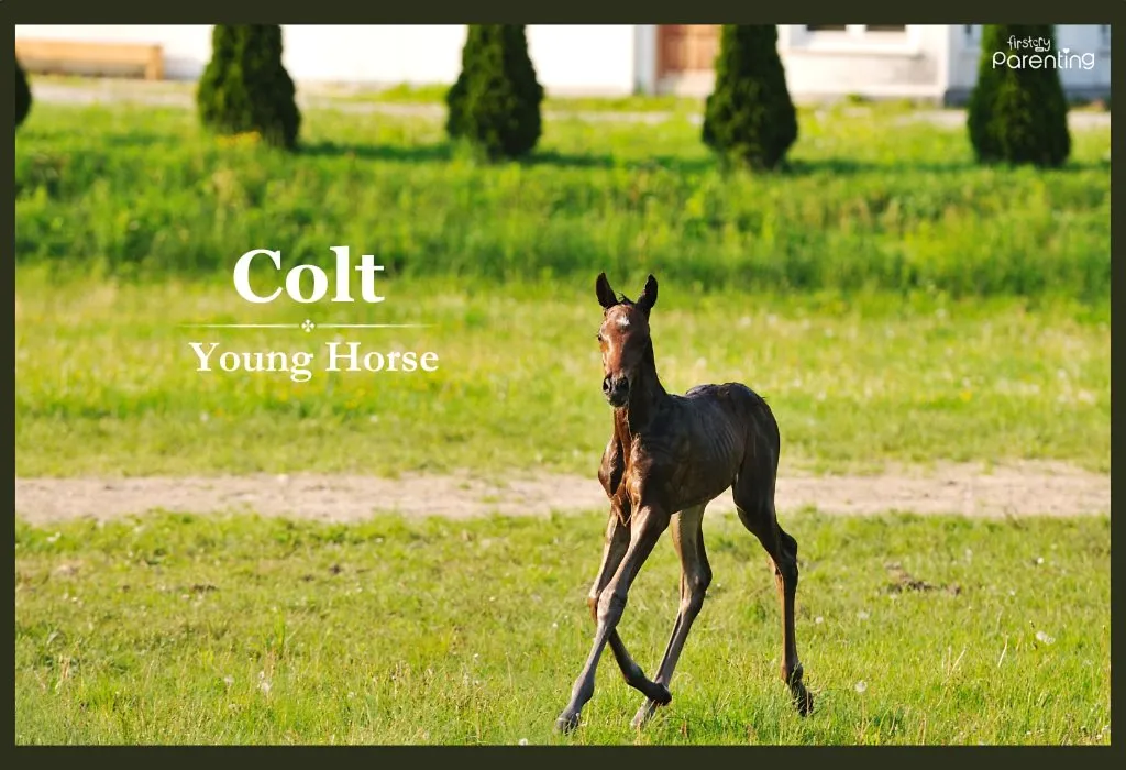 Colt - Edgy and Rugged Boy Names With Meanings