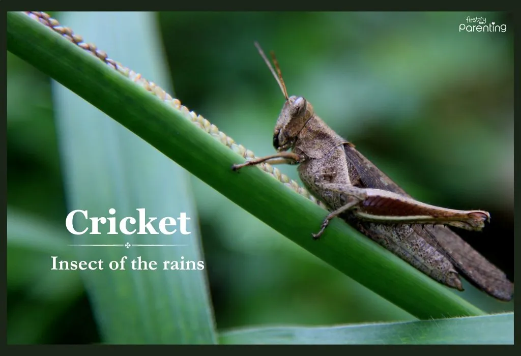 Cricket - Edgy and Rugged Boy Names With Meanings