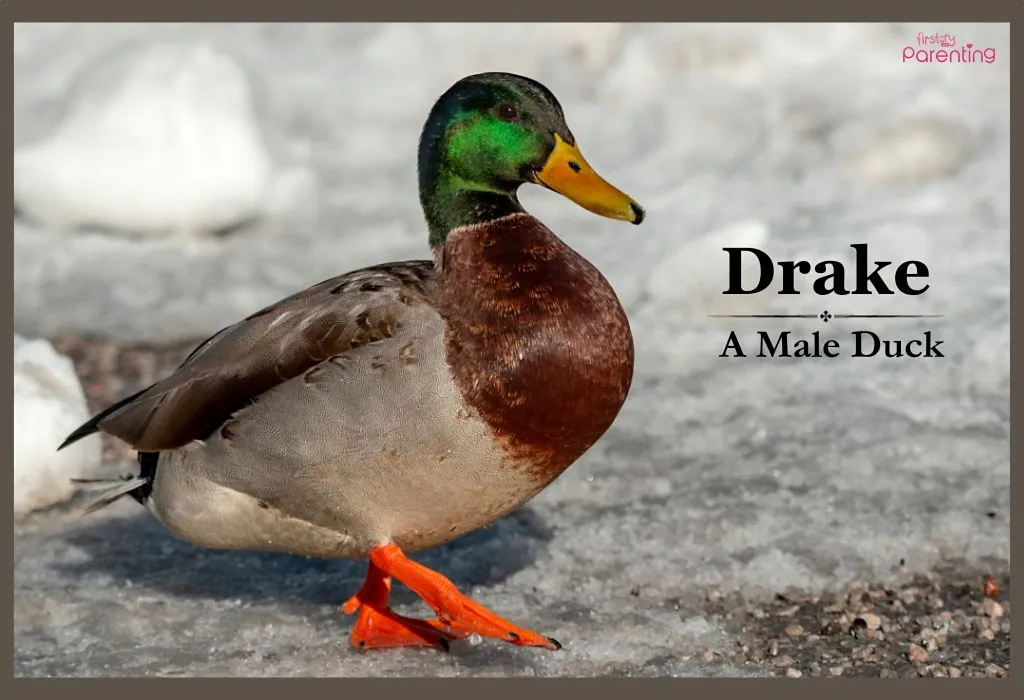 Drake - Edgy and Rugged Boy Names With Meanings