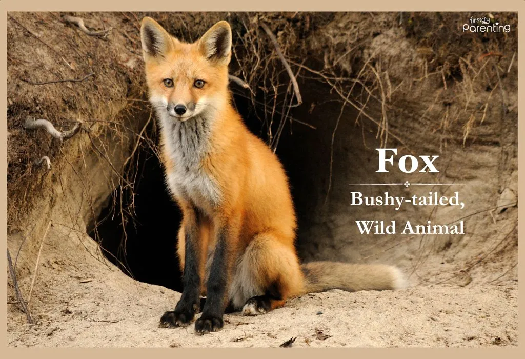 Fox - Edgy and Rugged Boy Names With Meanings