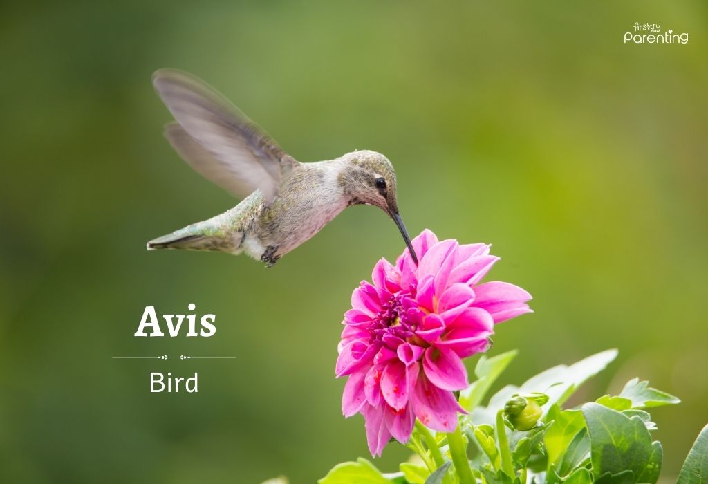 Avis - Saint Names for Girls