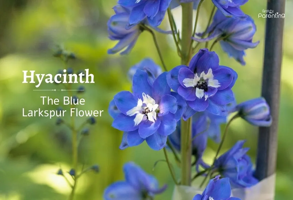 Hyacinth - Saint Names for Girls