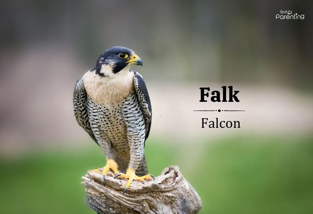 Falk - German Boy Names & Their Meanings
