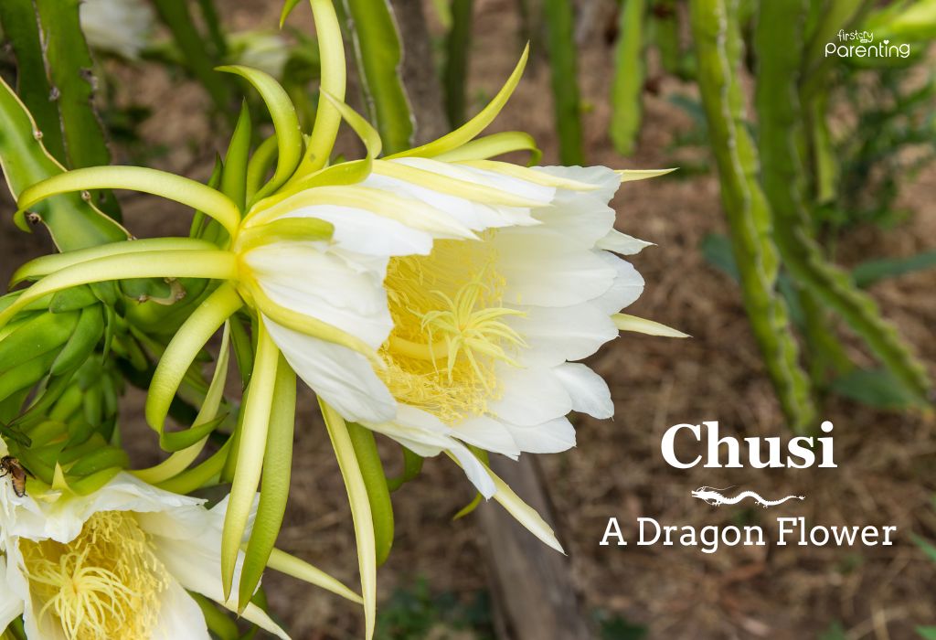 Chusi - Names That Mean Dragon for Boys and Girls