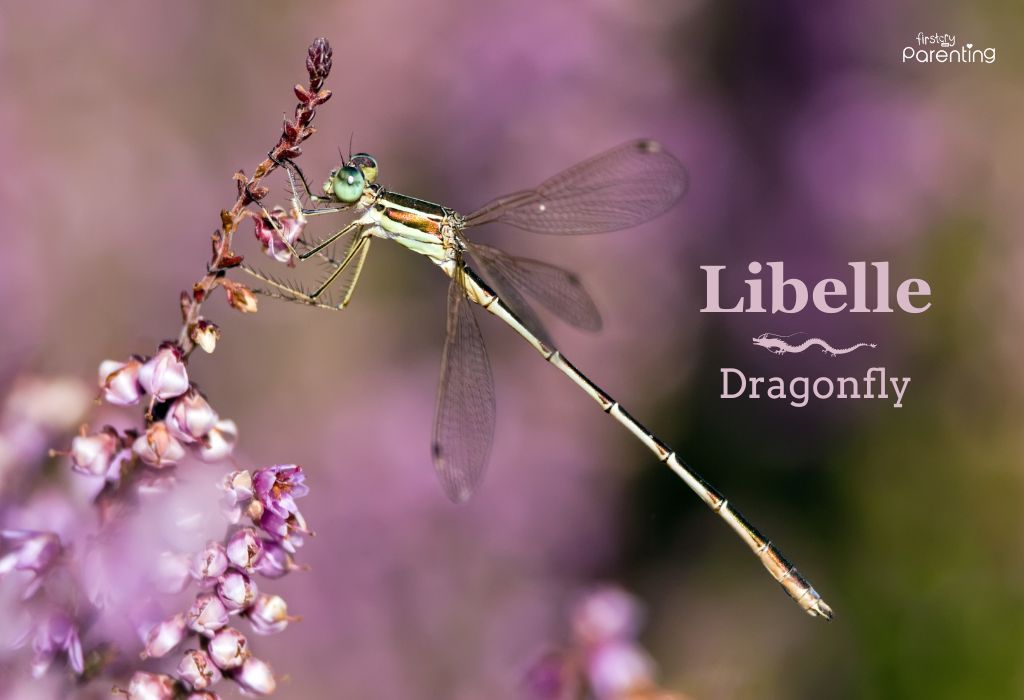 Libelle - Names That Mean Dragon for Boys and Girls