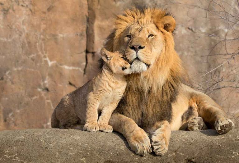 Fun and Interesting Facts About Lions for Kids