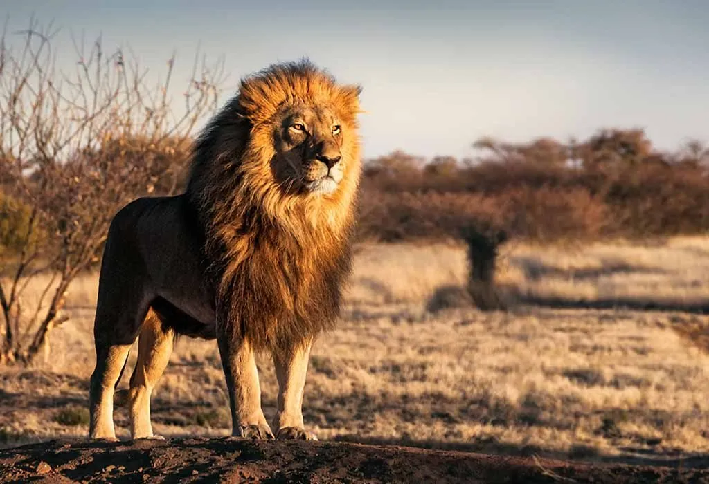 male lion chasing deer