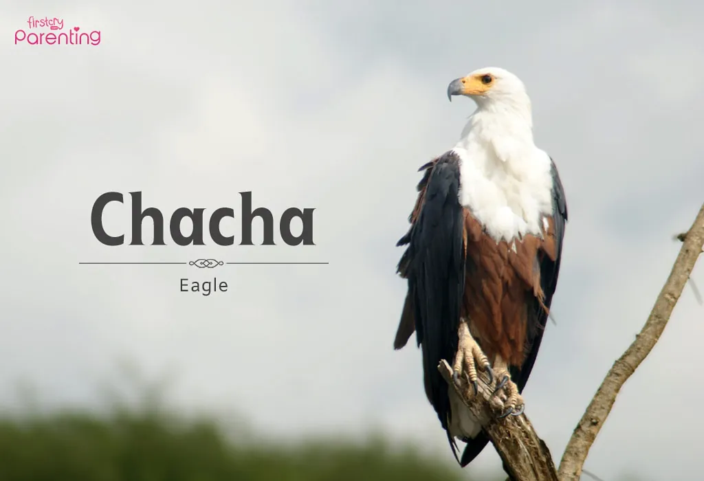 Chacha - Swahili Boy & Girl Names with Meanings