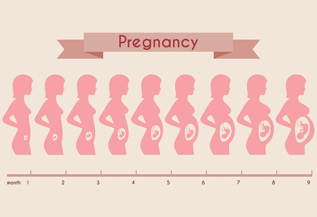 pregnancy stages