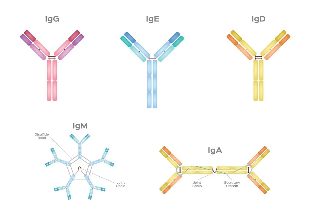 The five types of immunoglobulins present in breast milk