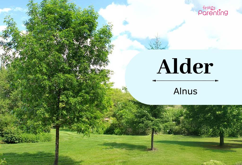 Alder - Tree Names For Boys Alder - Tree Names For Boys