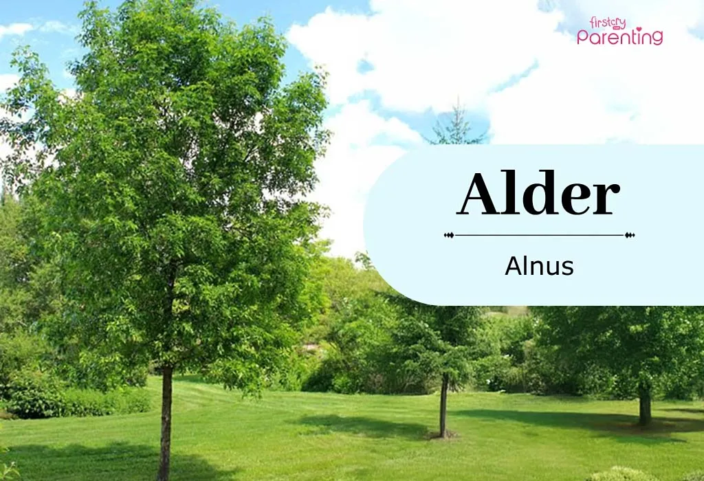 Alder - Tree Names For Boys