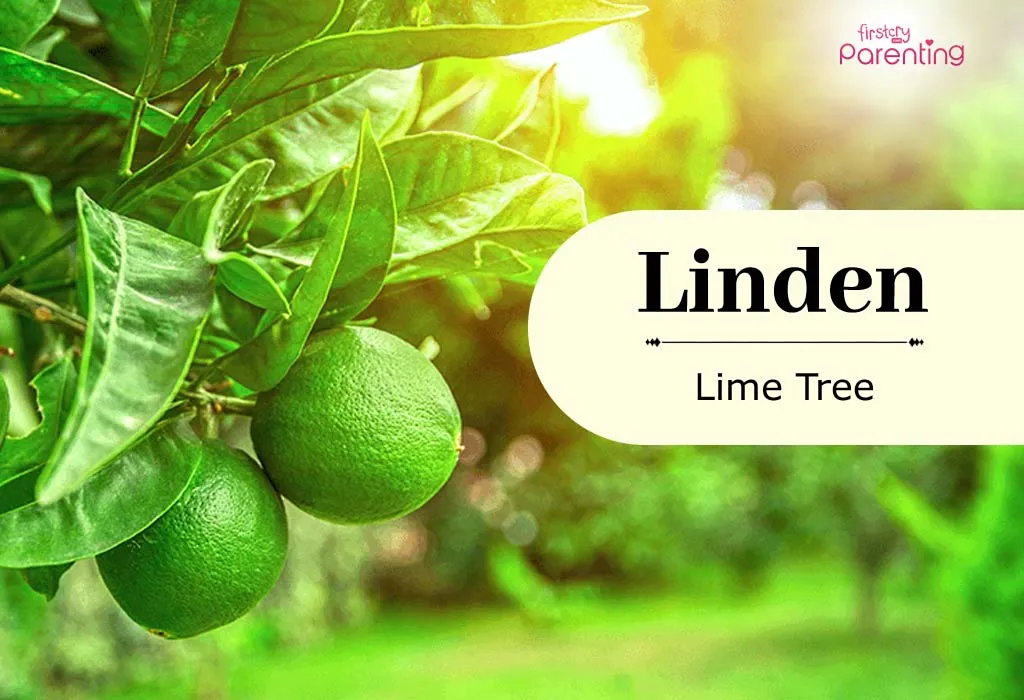 Linden - Tree Names For Girls And Boys