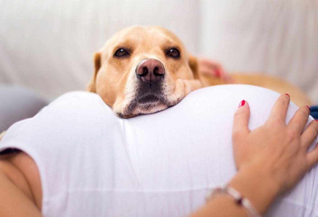 Can dogs get you 2024 pregnant